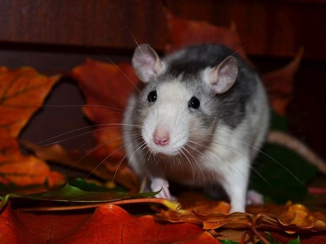 animal-removal-services-001